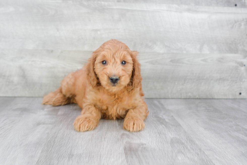 Small Mini Goldendoodle Baby