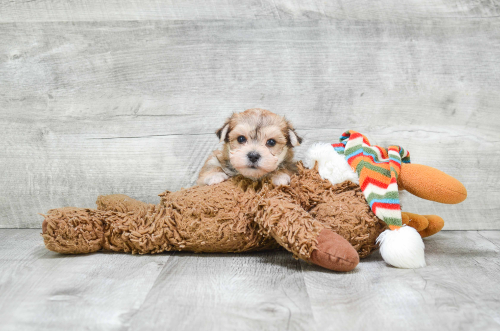 Best Morkie Baby
