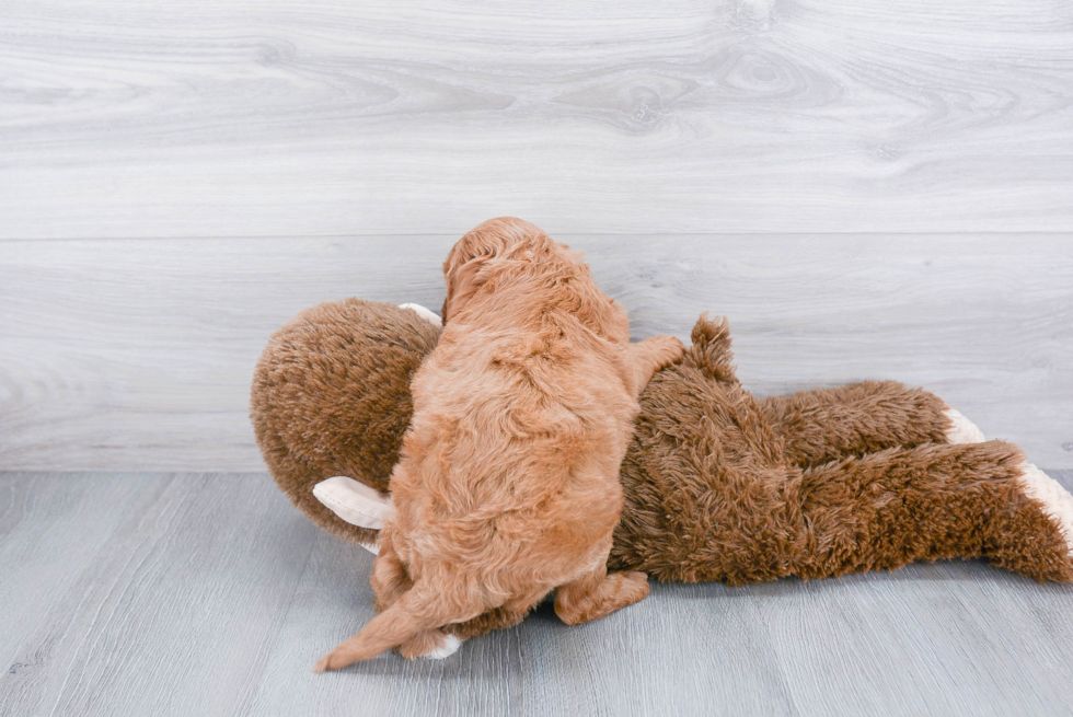 Cavapoo Pup Being Cute