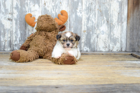 Teddy Bear Puppy for Adoption