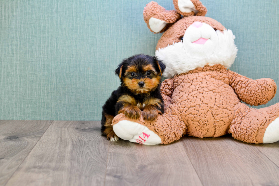 Meet Trigger - our Yorkshire Terrier Puppy Photo 