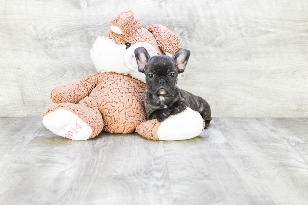 Little French Bulldog Baby