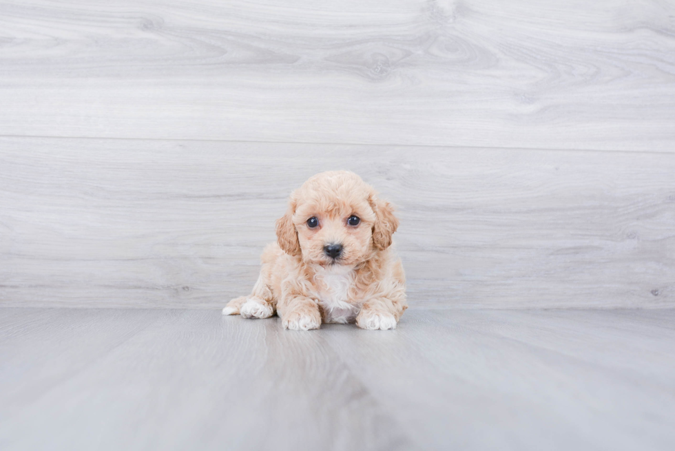 Hypoallergenic Maltepoo Poodle Mix Puppy