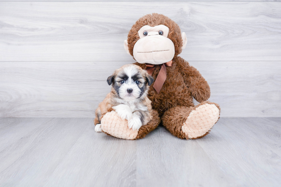 Popular Havanese Purebred Pup