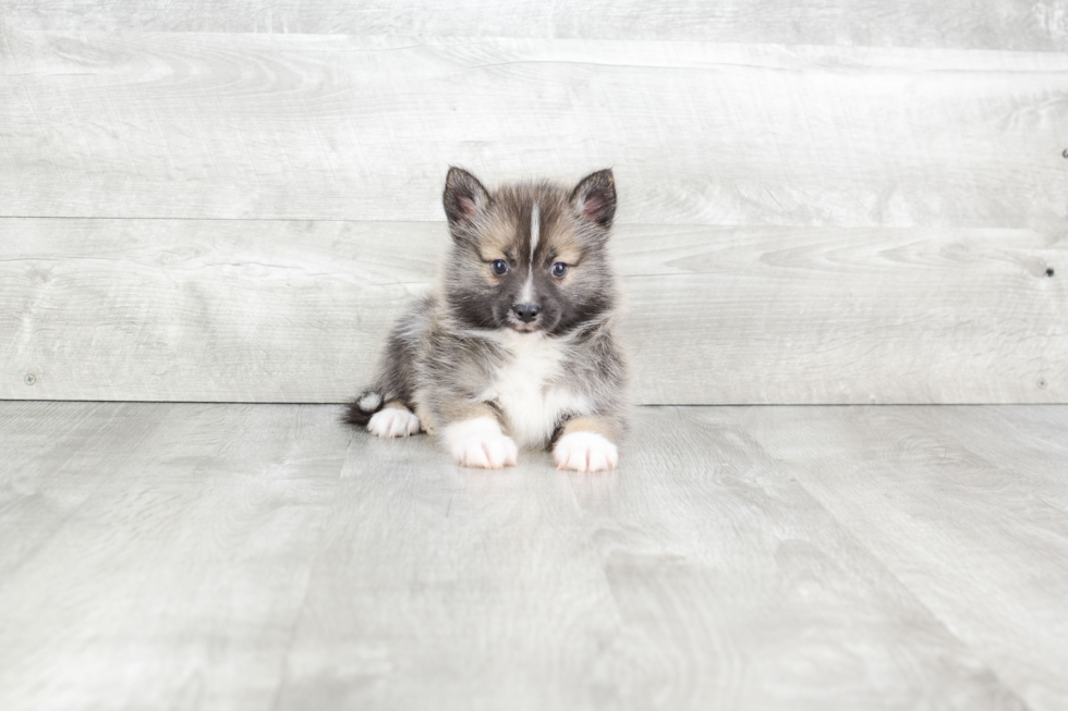 Pomsky Pup Being Cute