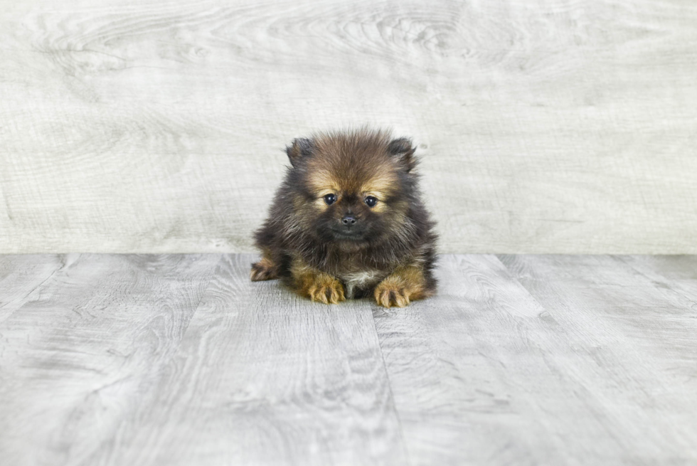 Best Pomeranian Baby