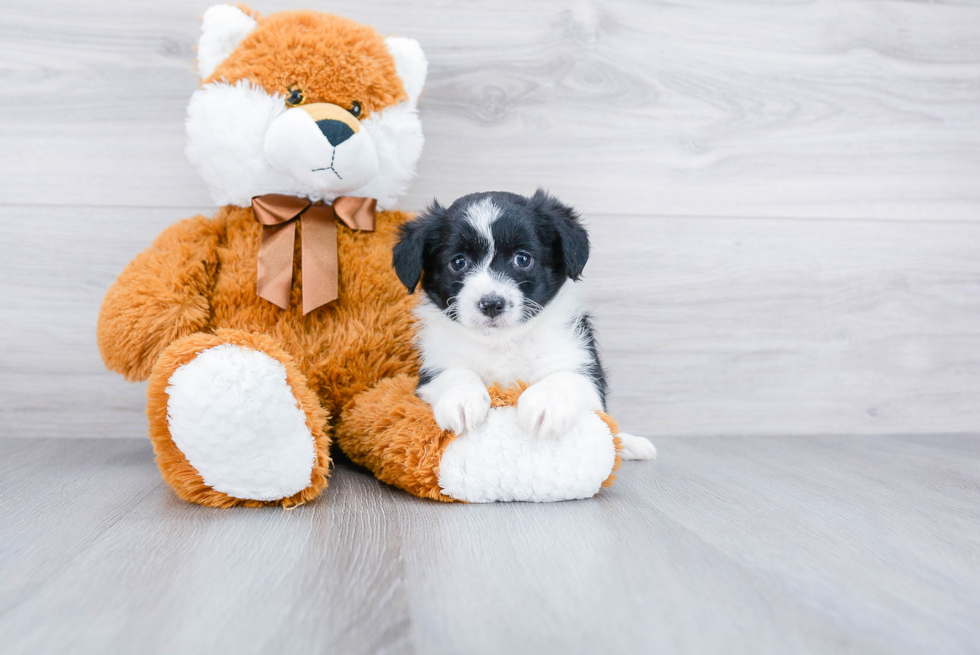 Mini Aussiedoodle Pup Being Cute