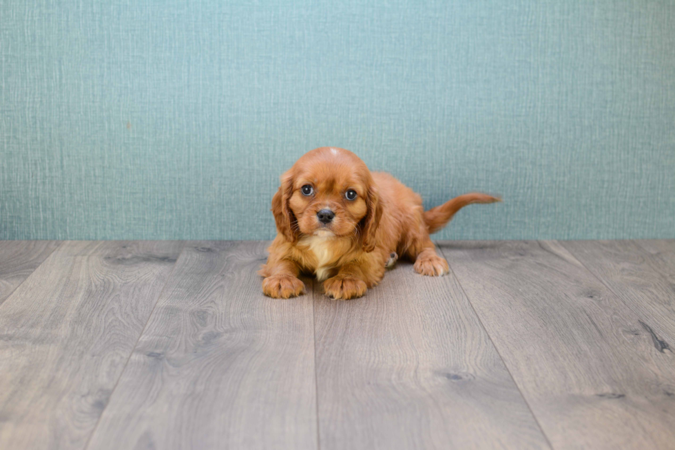 Hypoallergenic Cavalier King Charles Spaniel Purebred Pup