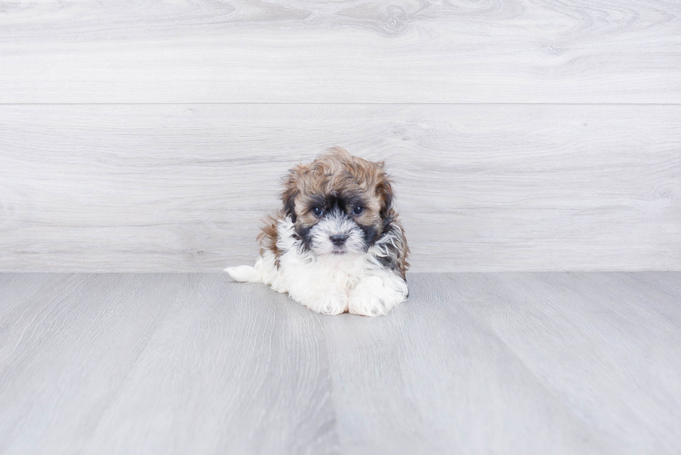 Best Havanese Baby