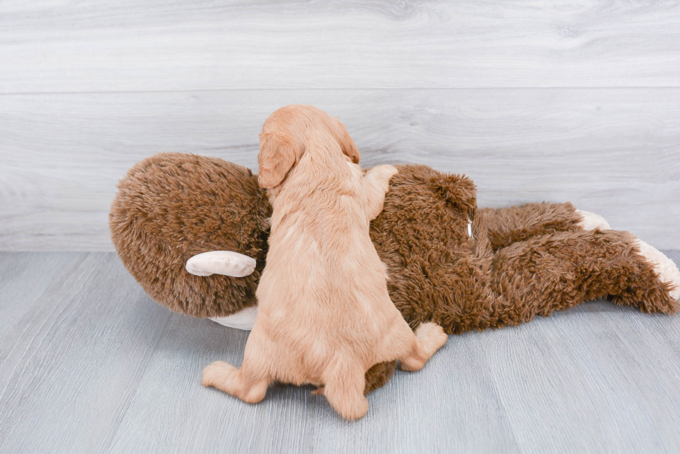 Smart Cavapoo Poodle Mix Pup