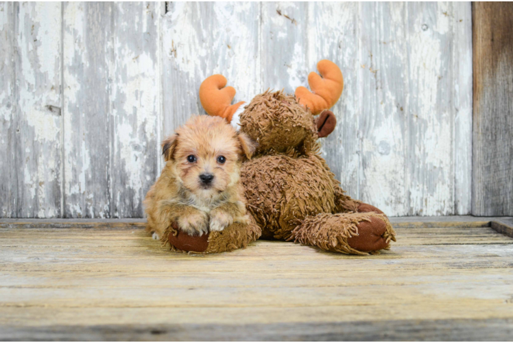 Best Morkie Baby