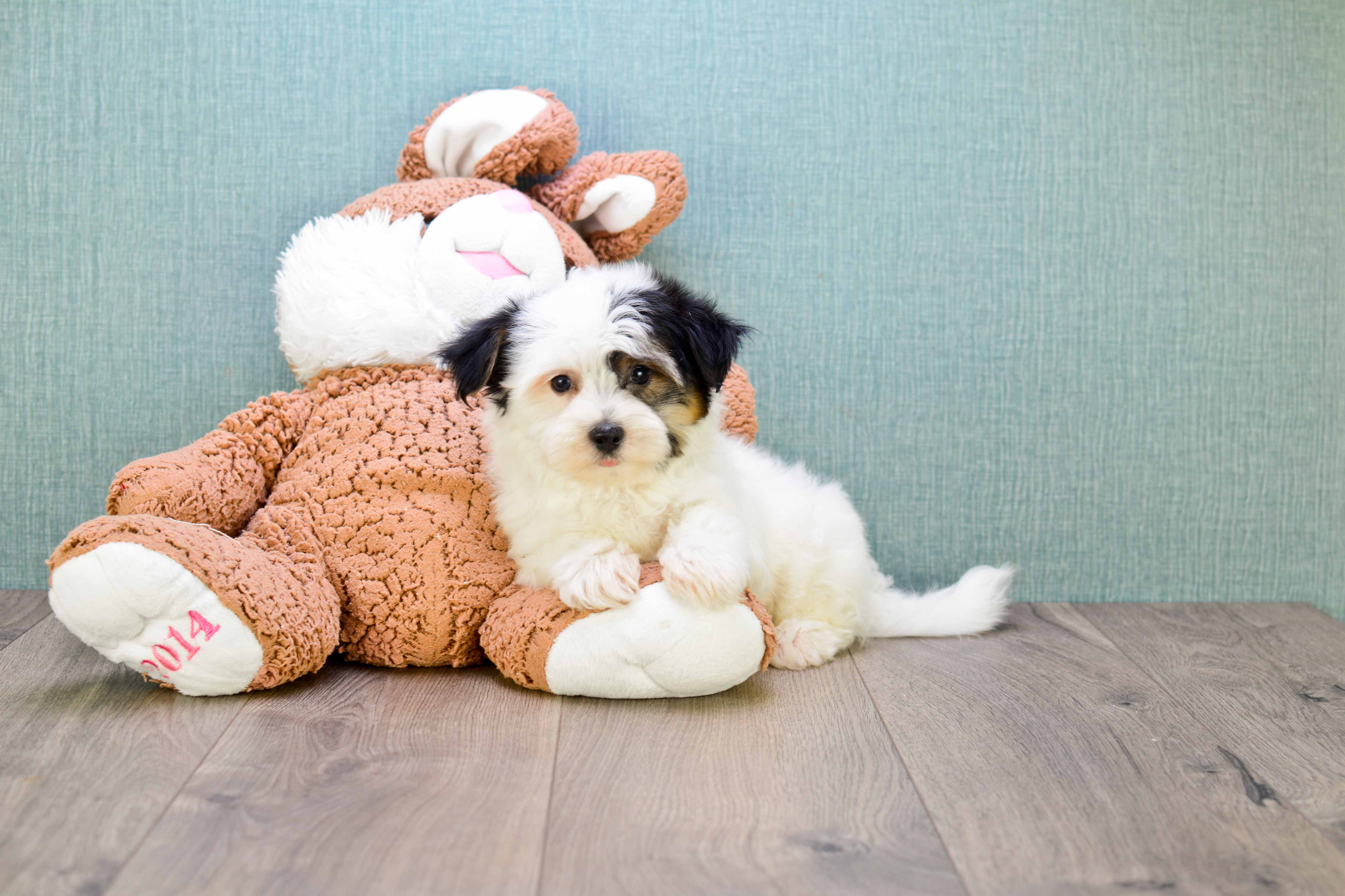 Best Morkie Baby
