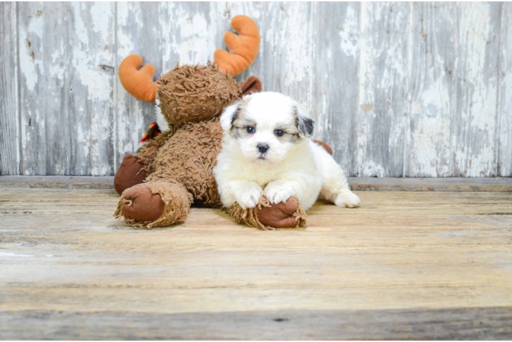 Best Havanese Baby