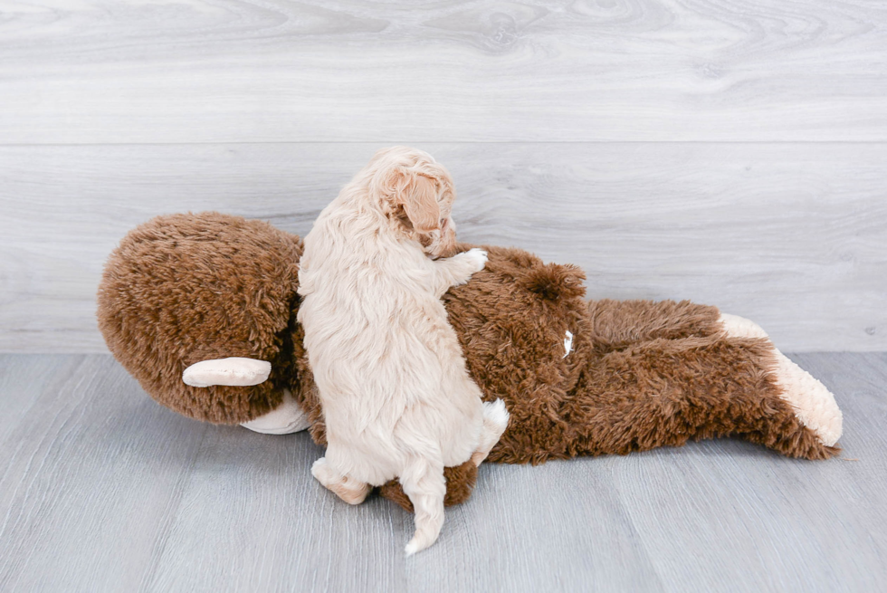 Adorable Maltepoo Poodle Mix Puppy