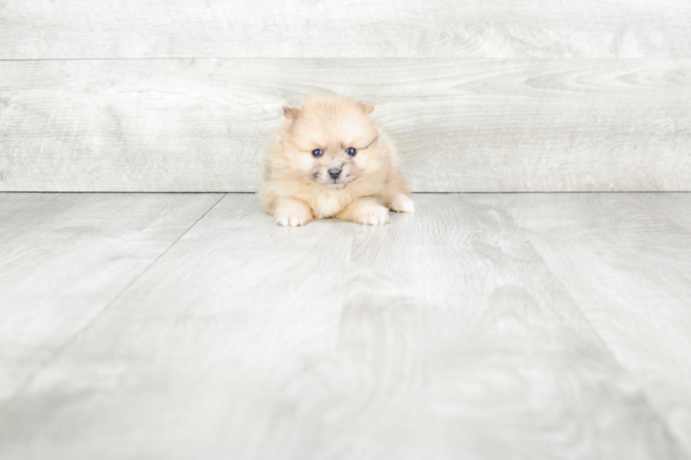 Pomeranian Puppy for Adoption