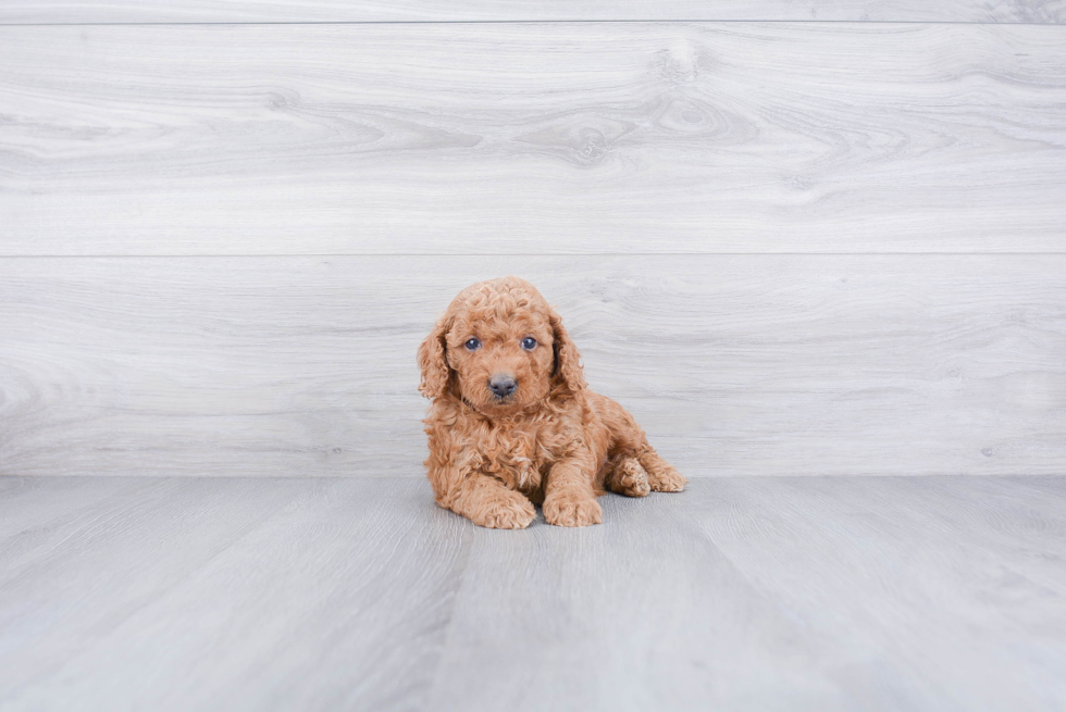 Mini Goldendoodle Pup Being Cute