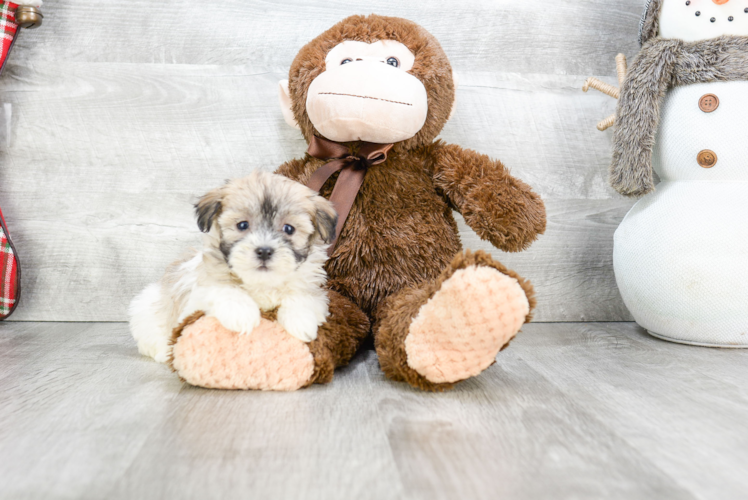 Best Havanese Baby