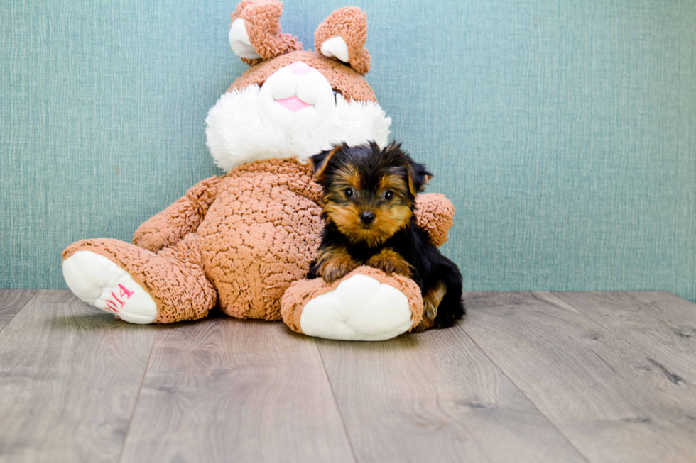 Meet Bella - our Yorkshire Terrier Puppy Photo 