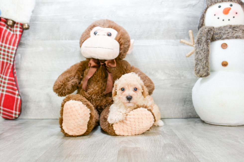 Small Maltipoo Baby