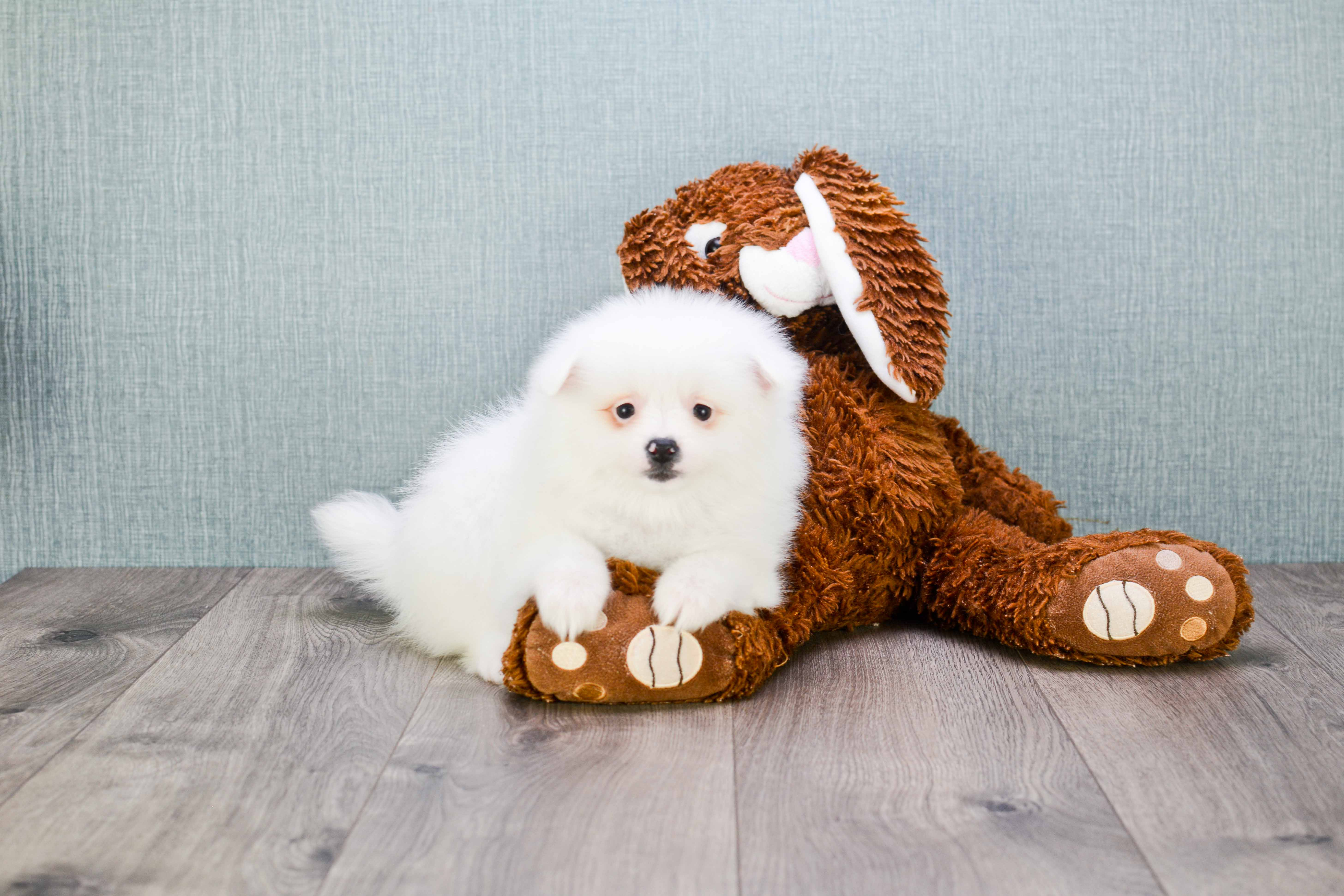 Pomeranian Pup Being Cute