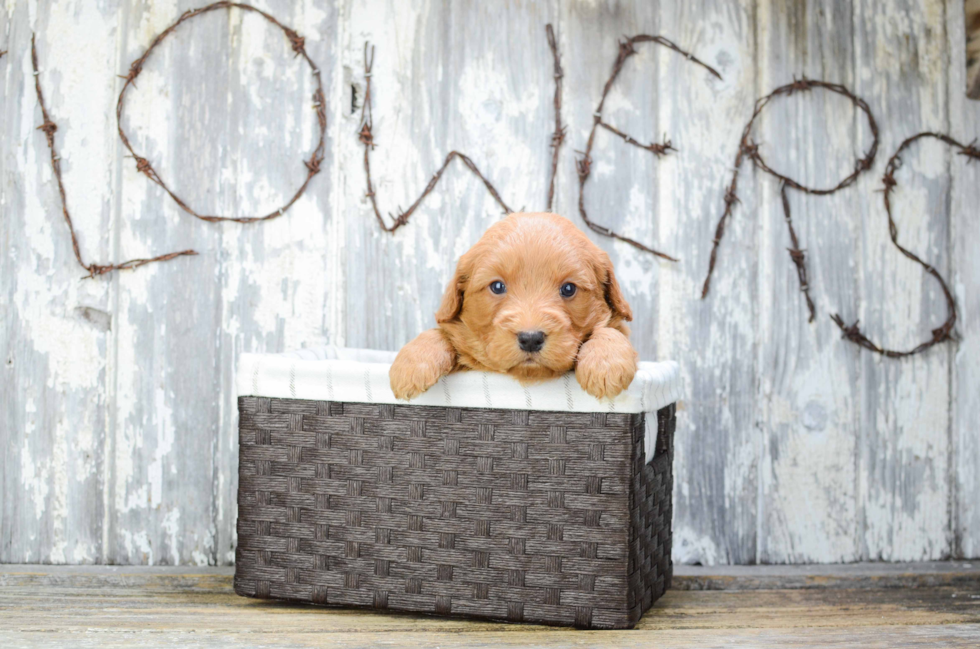 Petite Mini Goldendoodle Poodle Mix Pup