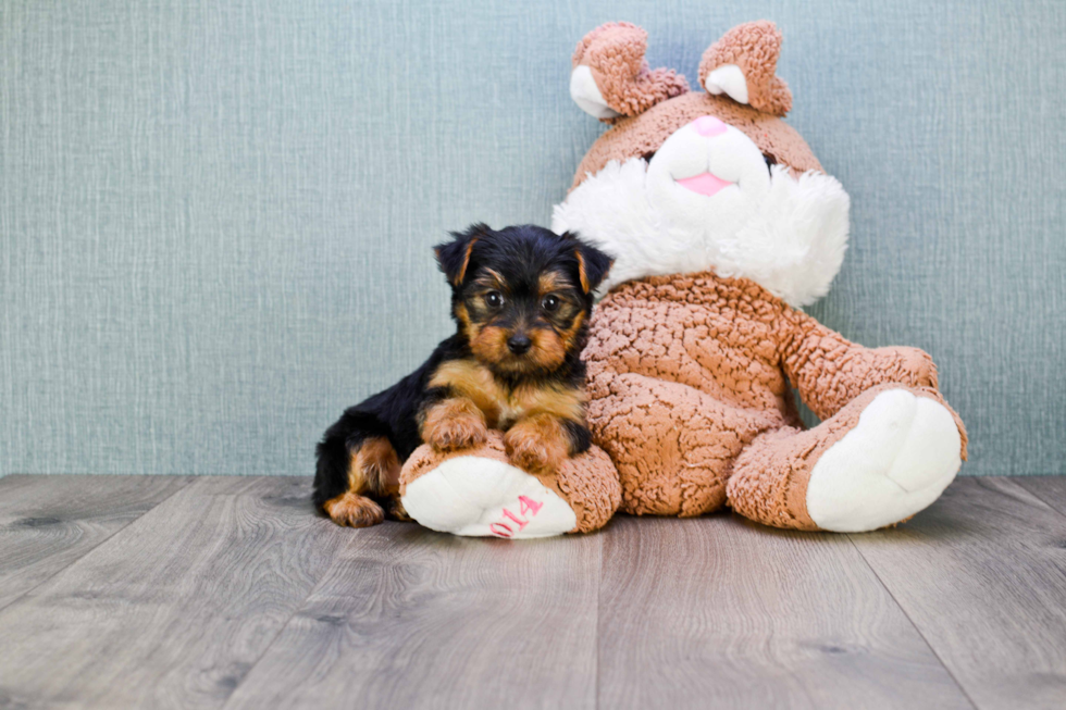 Meet Lisa - our Yorkshire Terrier Puppy Photo 