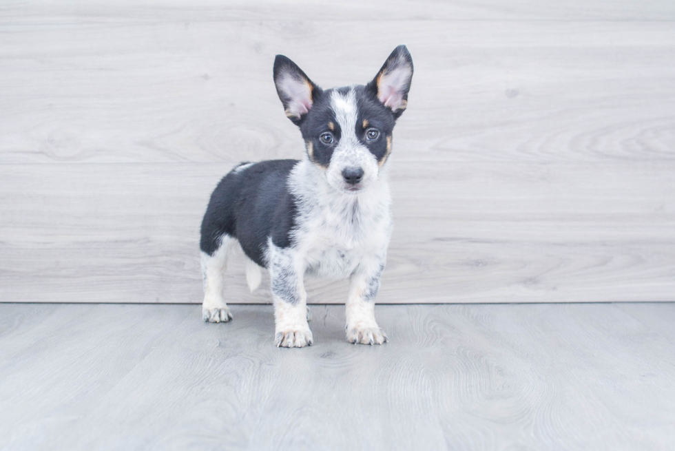 Cute Cowboy Corgi Mix Puppy