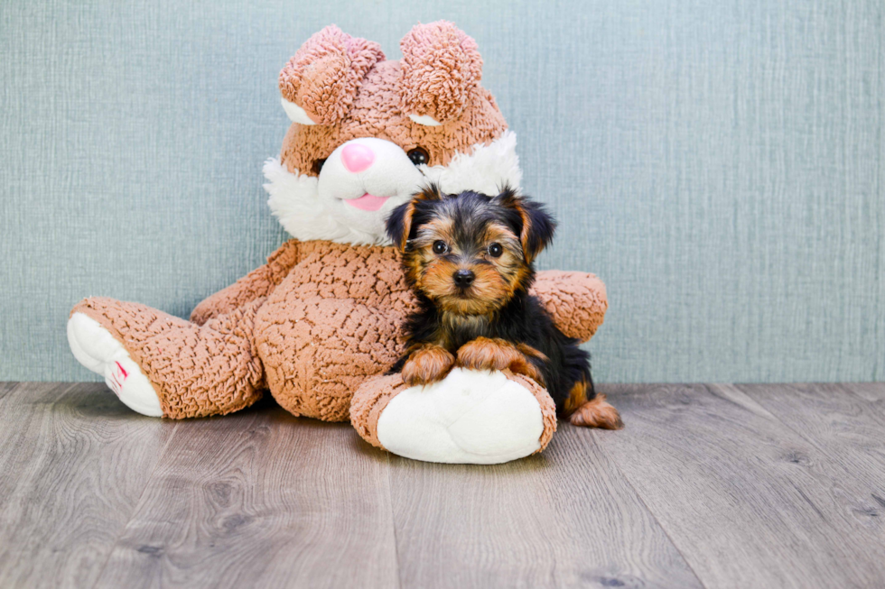 Meet Bella - our Yorkshire Terrier Puppy Photo 