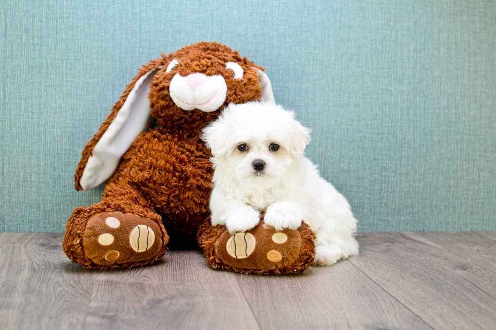 Maltese Pup Being Cute