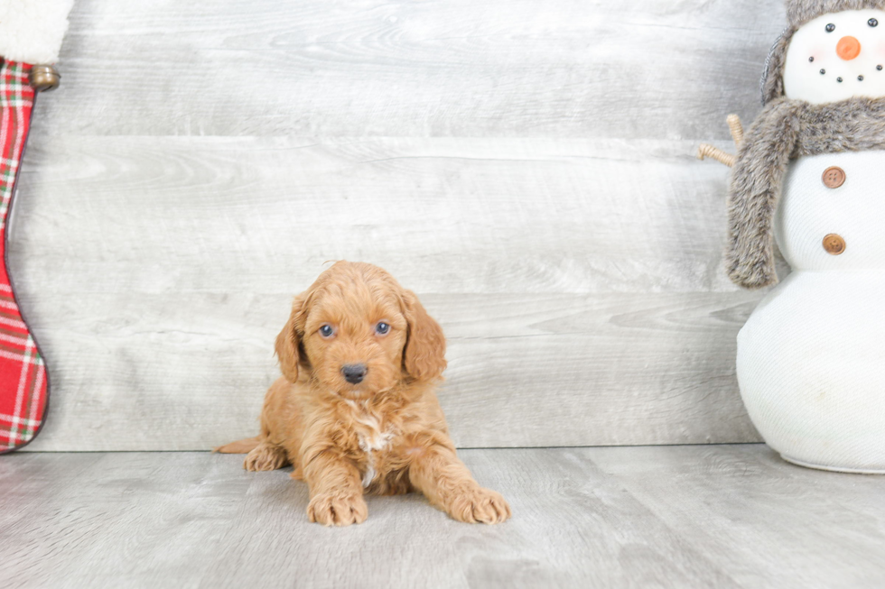 Funny Mini Goldendoodle Poodle Mix Pup