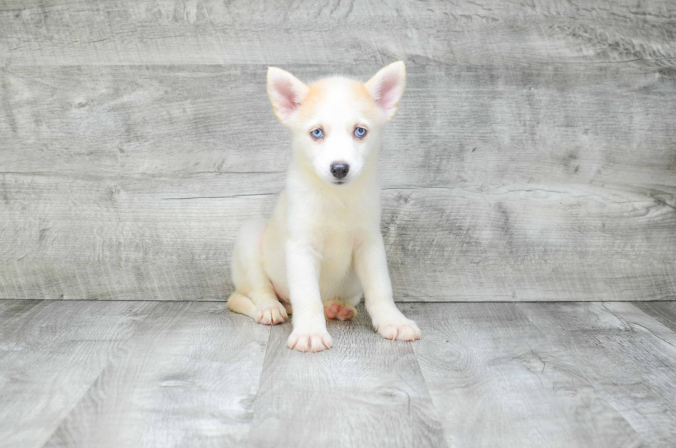 Hypoallergenic Mini Husky Designer Puppy