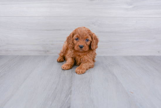 Best Cavapoo Baby