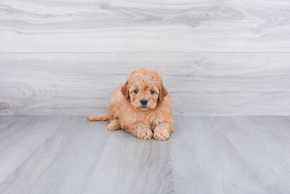 Mini Goldendoodle Puppy for Adoption