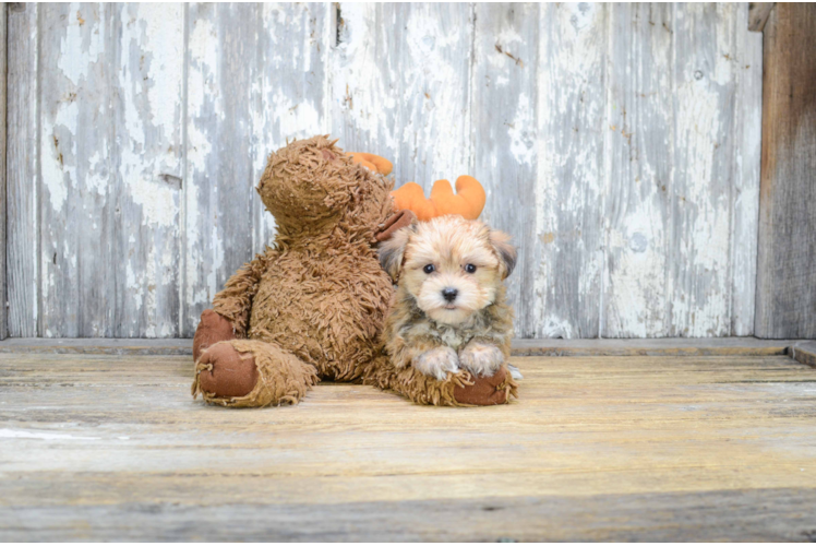 Best Morkie Baby