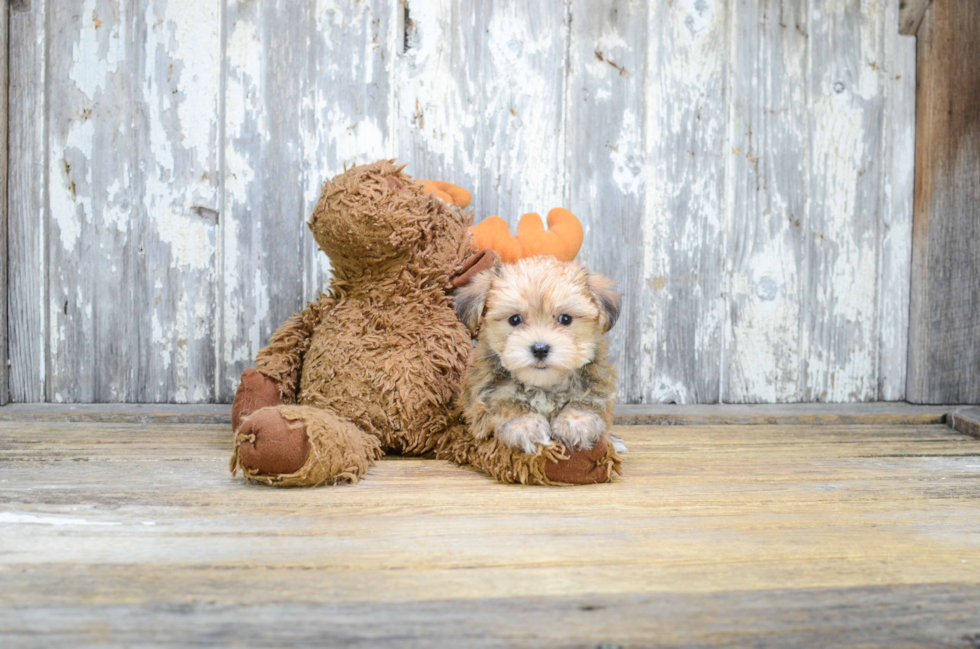 Best Morkie Baby