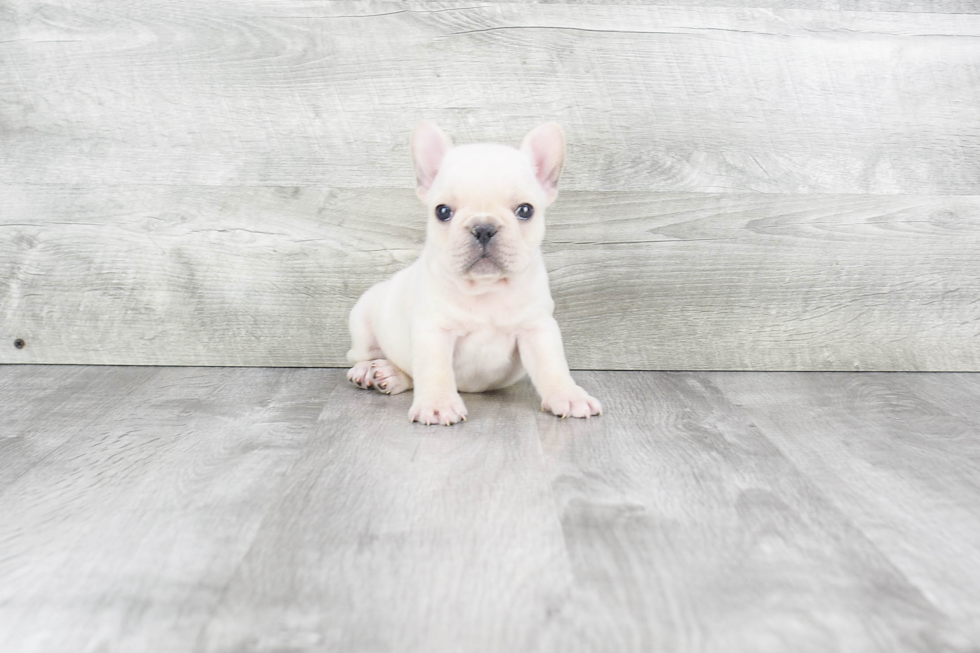 Akc Registered French Bulldog Baby