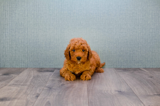 Best Mini Goldendoodle Baby