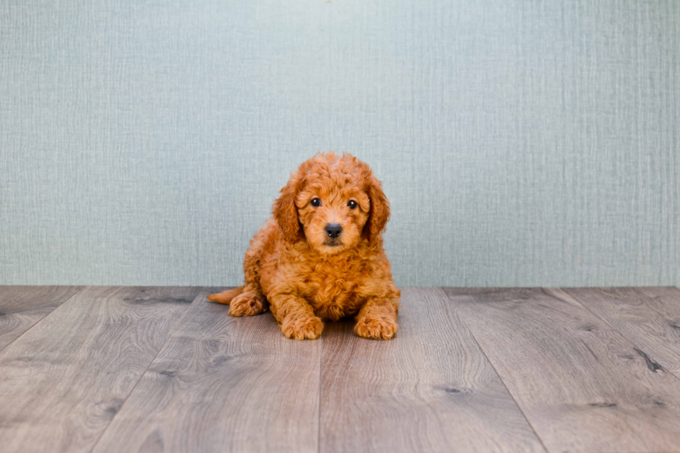 Mini Goldendoodle Puppy for Adoption