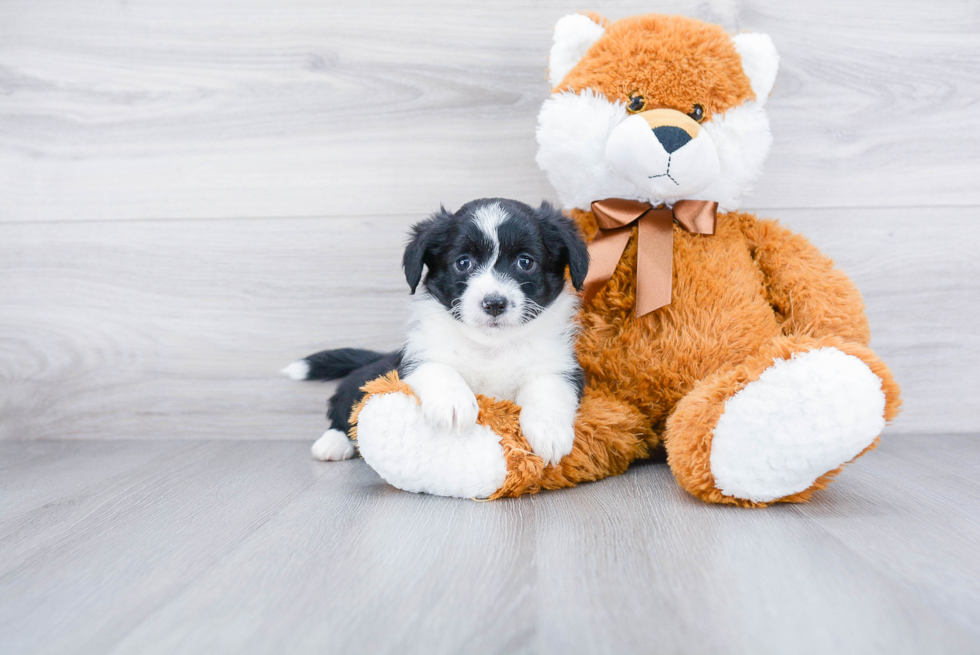 Mini Aussiedoodle Pup Being Cute