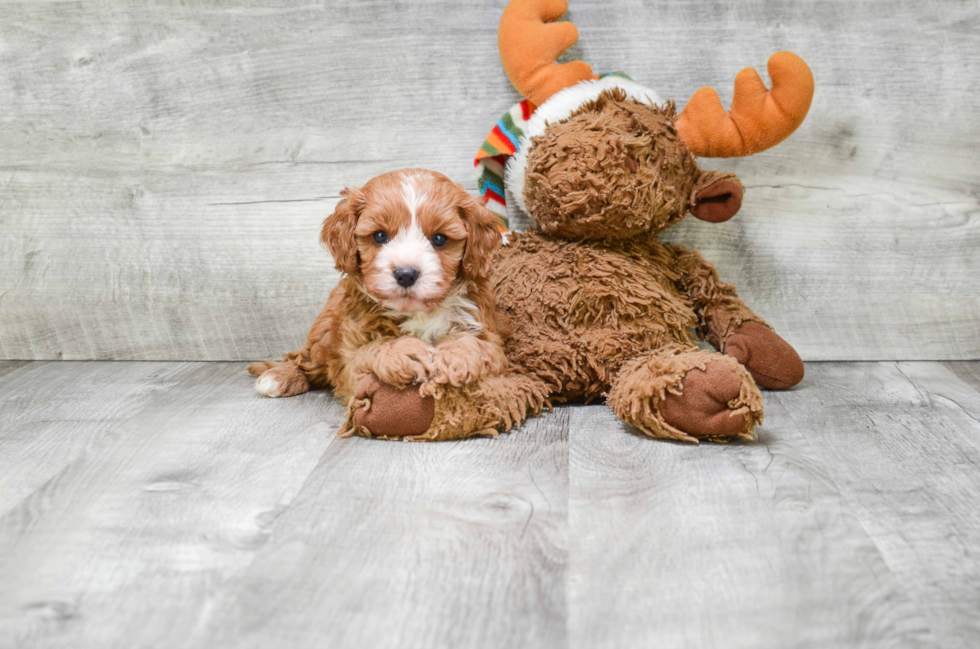 Cavapoo Pup Being Cute