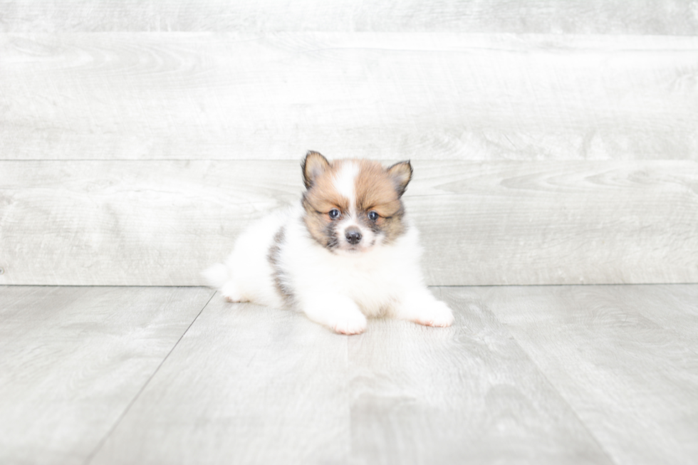 Hypoallergenic Pomeranian Baby