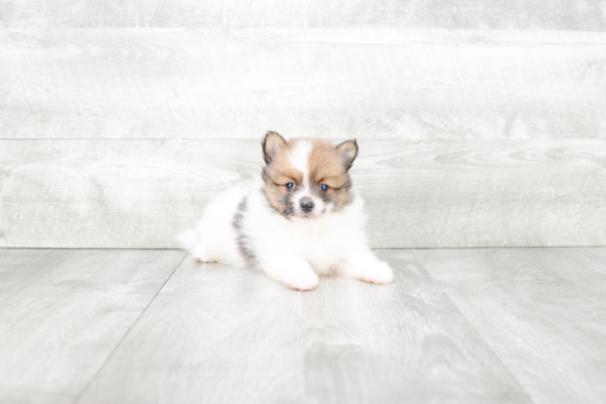 Hypoallergenic Pomeranian Baby