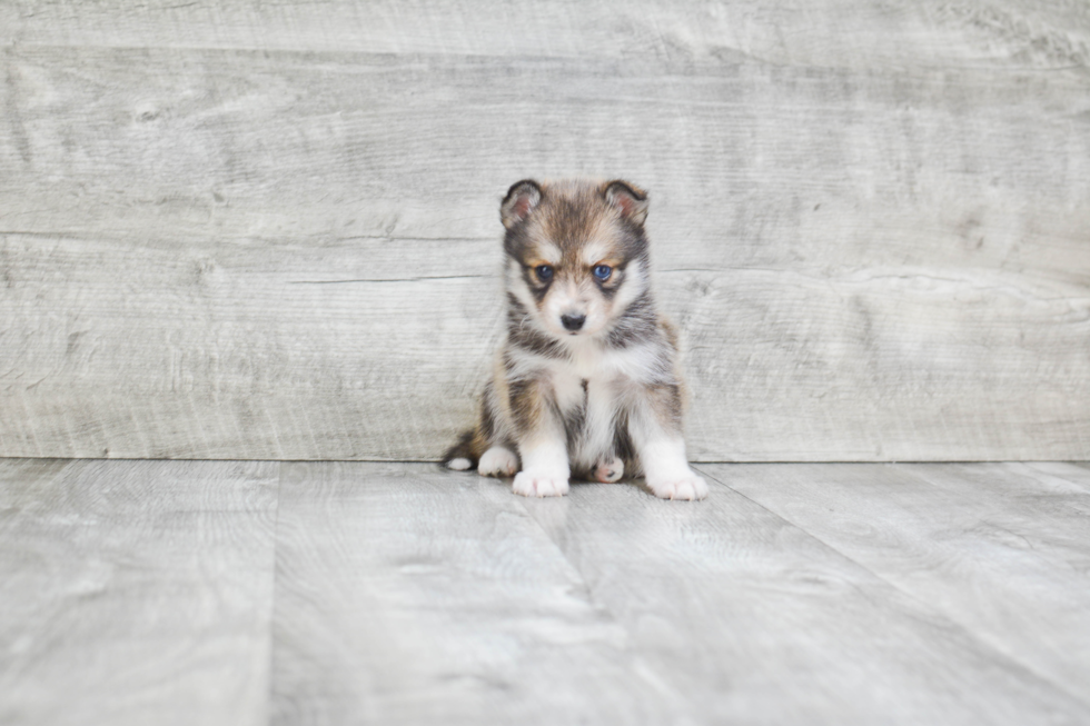 Small Pomsky Baby