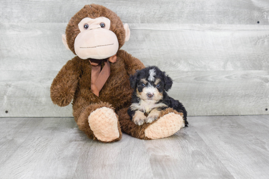 Energetic Mini Berniedoodle Poodle Mix Puppy