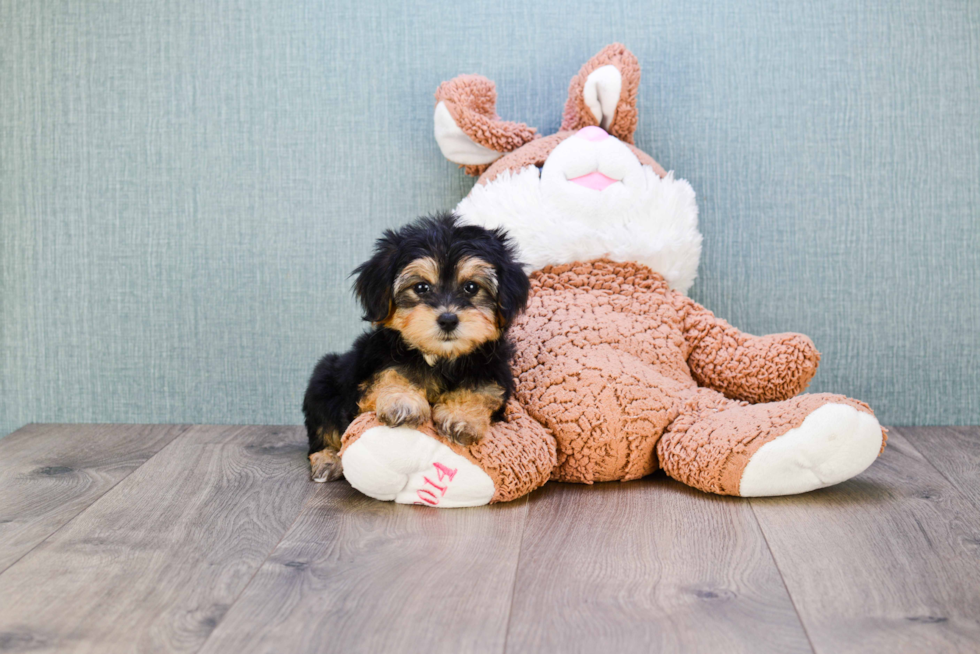 Energetic Yorkie Doodle Poodle Mix Puppy