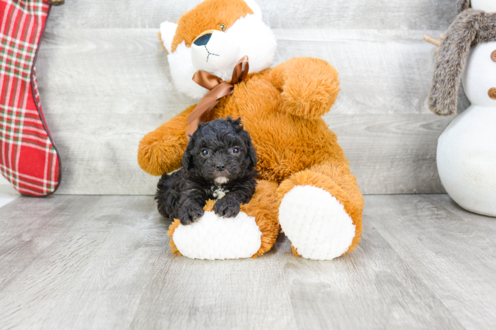 Cavapoo Pup Being Cute