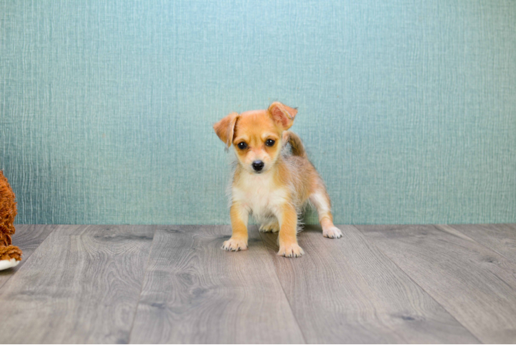 Cute Chorkie Baby