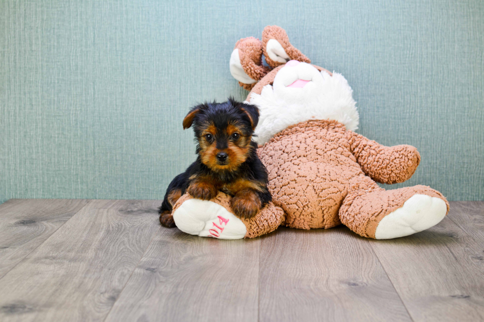 Meet Jeremy - our Yorkshire Terrier Puppy Photo 