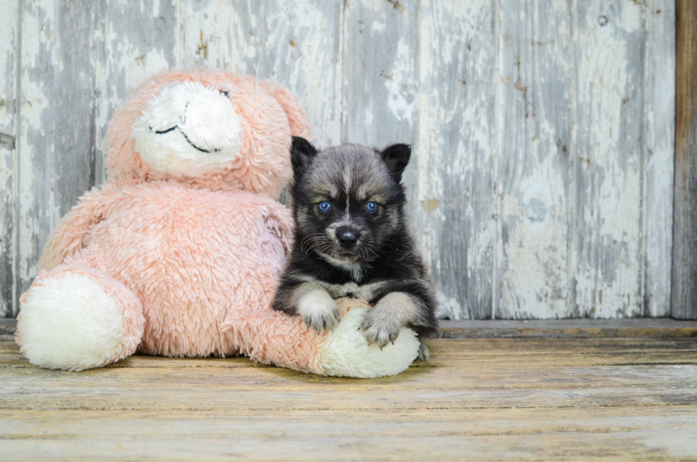 Popular Pomsky Designer Pup