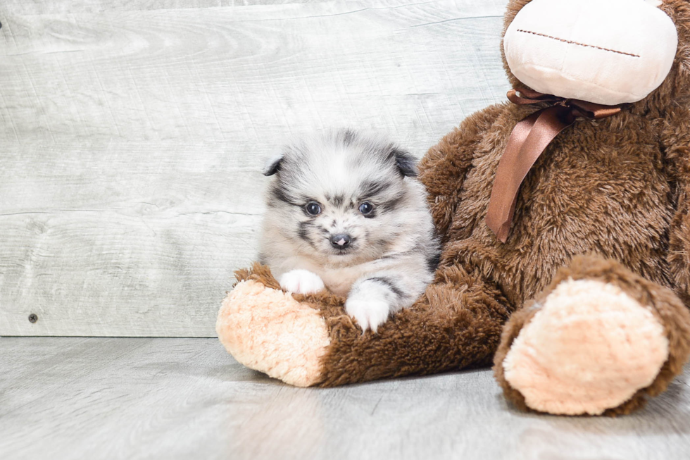 Sweet Pomeranian Purebred Puppy